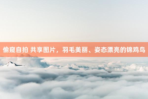 偷窥自拍 共享图片，羽毛美丽、姿态漂亮的锦鸡鸟